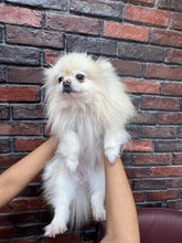 Pomeranian